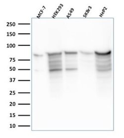 MCM7 Antibody (MCM7/2756R) - Azide and BSA Free, Novus Biologicals 100